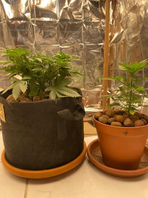 Silver Fire Feminized Seeds. Week 4 - Dia 25/06
