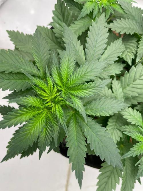 Silver Fire Feminized Seeds. Week 4 - Dia 25/06 Ramo principal 