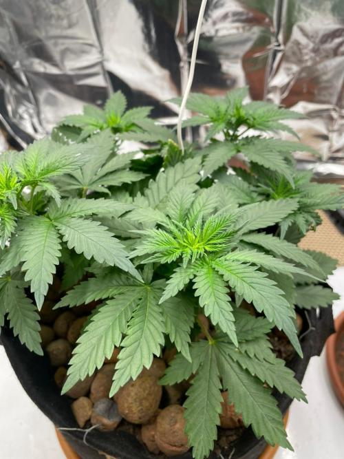 Silver Fire Feminized Seeds. Week 4 - Dia 25/06