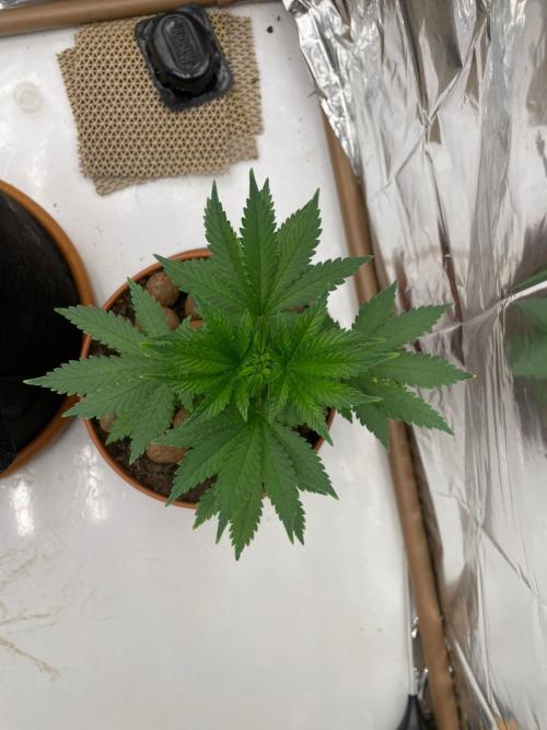 Silver Fire Feminized Seeds. Week 4 - Dia 25/06