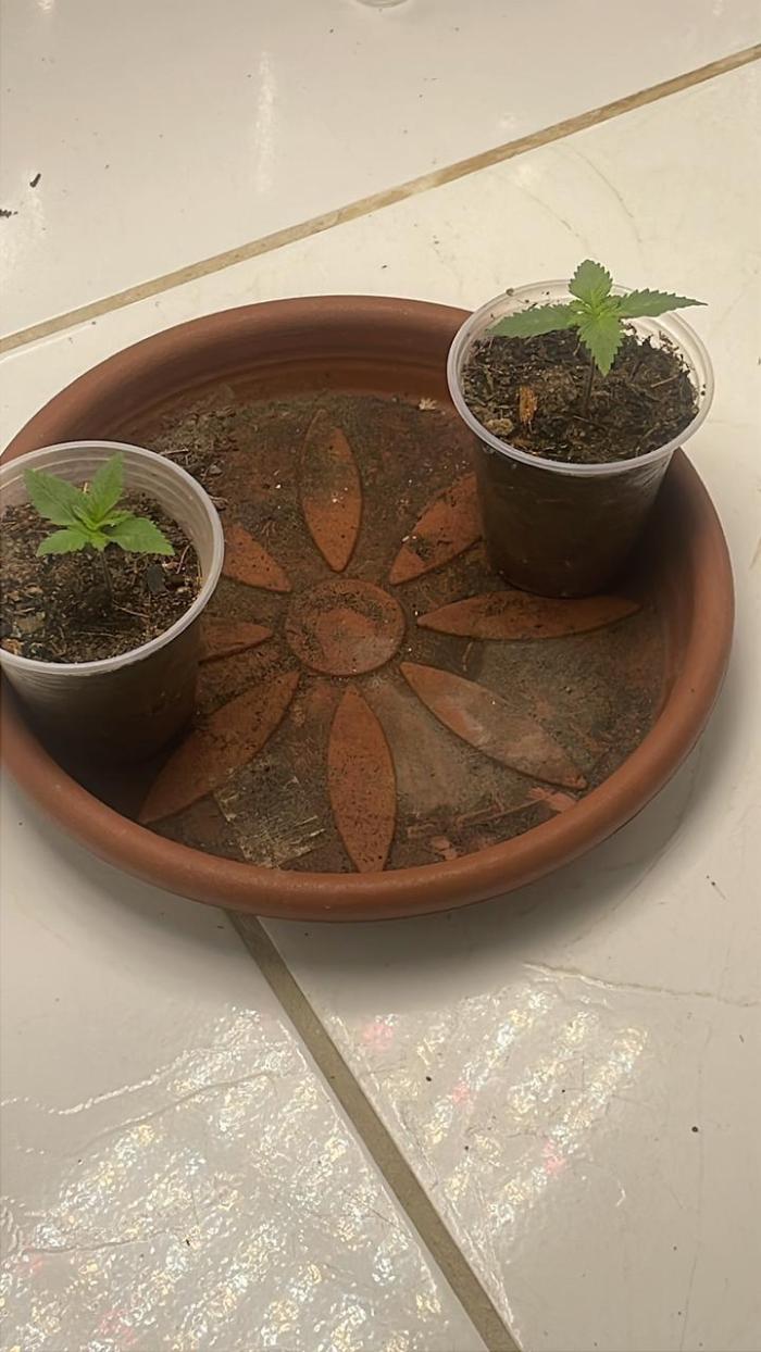 Silver Fire Feminized Seeds. Week 0