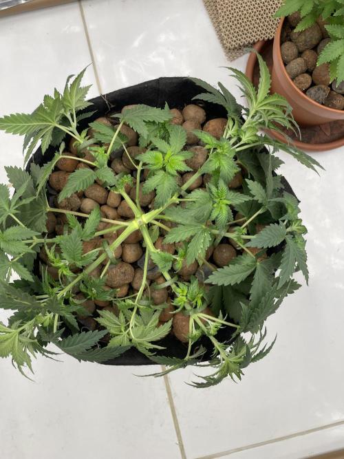 Silver Fire Feminized Seeds. Week 4 - Dia 27 pós poda. 