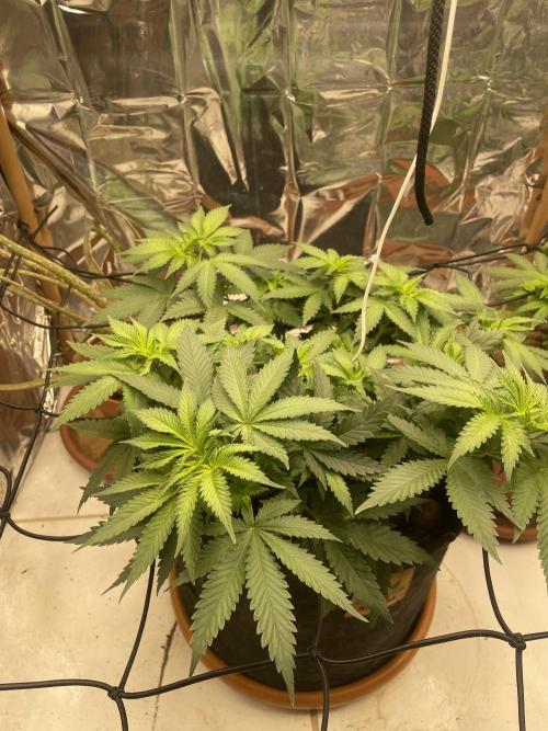 Silver Fire Feminized Seeds. Week 5