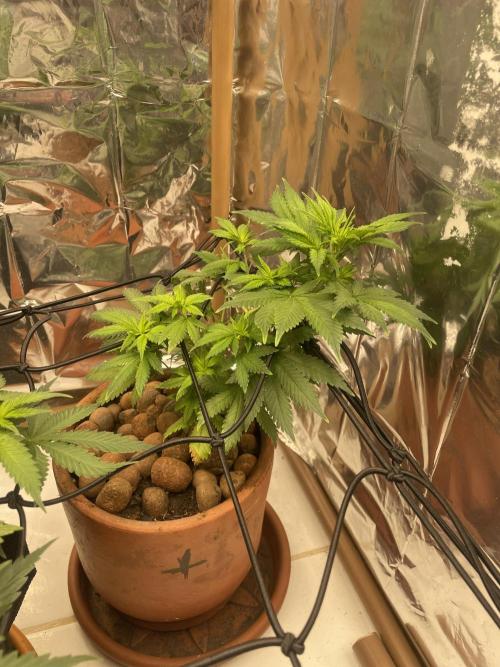 Silver Fire Feminized Seeds. Week 5