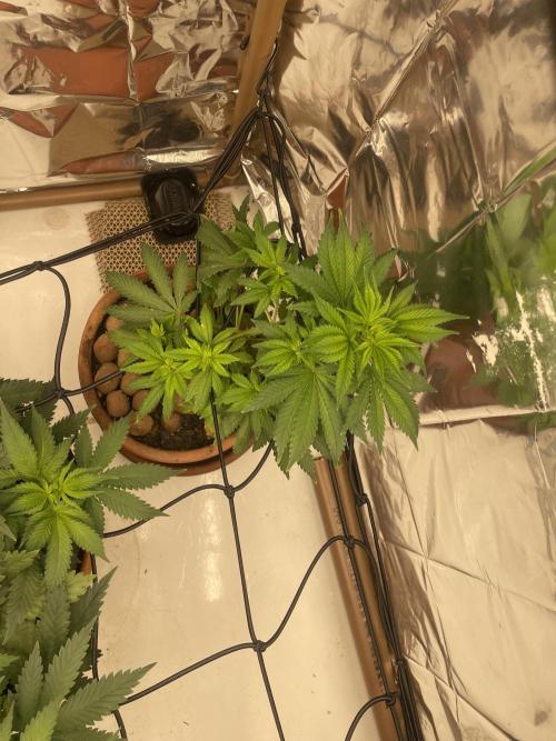 Silver Fire Feminized Seeds. Week 5