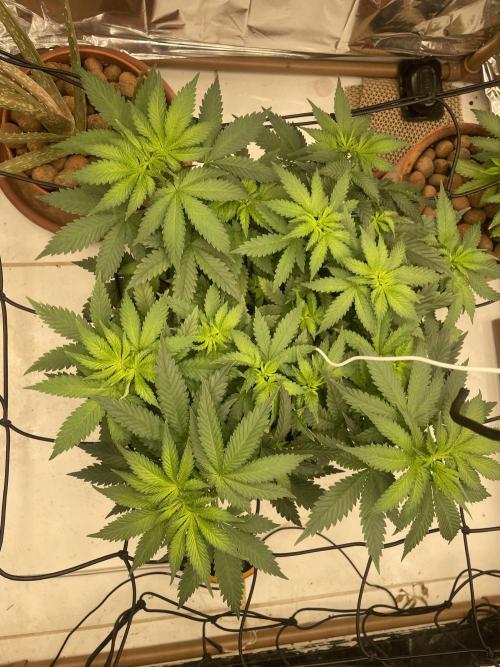 Silver Fire Feminized Seeds. Week 5