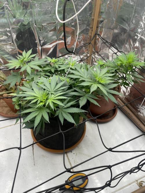 Silver Fire Feminized Seeds. Week 6 - Dia 04/07
