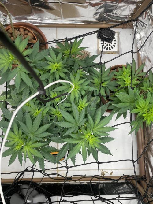 Silver Fire Feminized Seeds. Week 6 - Dia 04/07