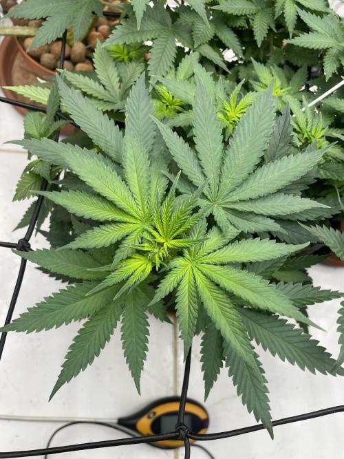 Silver Fire Feminized Seeds. Week 6 - Dia 04/07