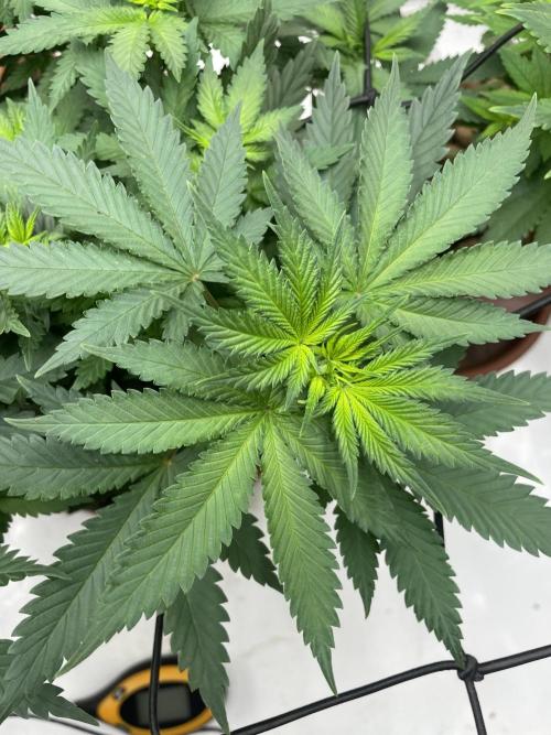 Silver Fire Feminized Seeds. Week 6 - Dia 04/07