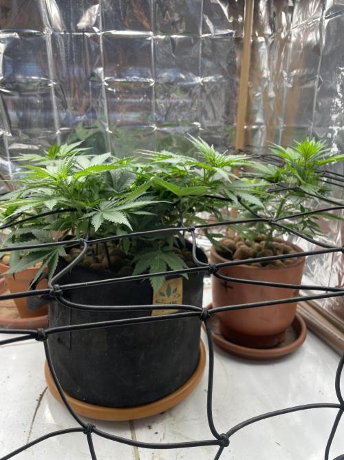 Silver Fire Feminized Seeds. Week 6 - Dia 04/07
