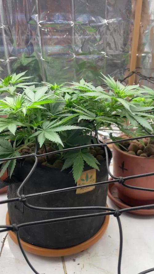 Silver Fire Feminized Seeds