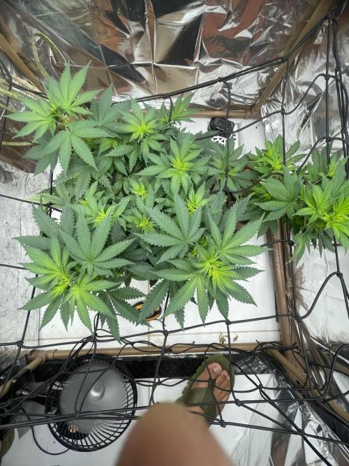 Silver Fire Feminized Seeds. Week 6 - Dia 04/07