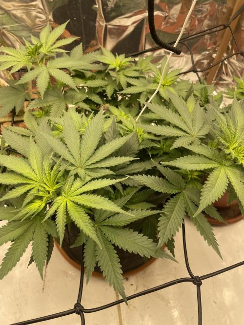 Silver Fire Feminized Seeds. Week 6 - Dia 04/07