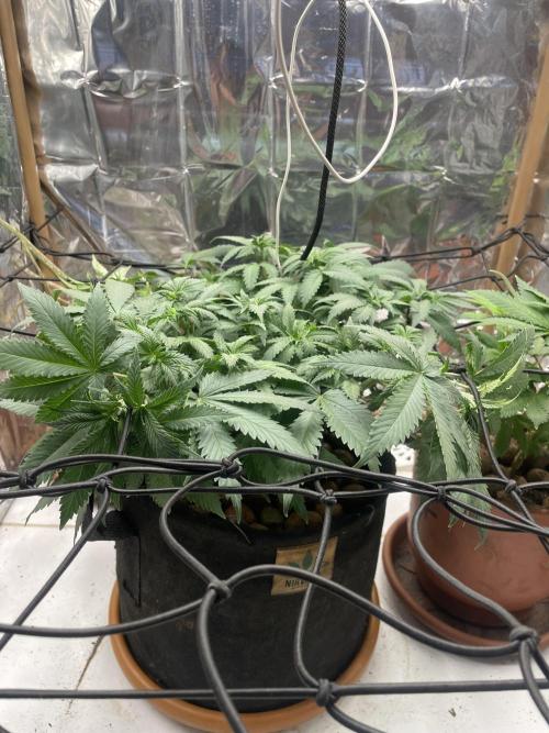Silver Fire Feminized Seeds. Week 6 - Dia 07/07