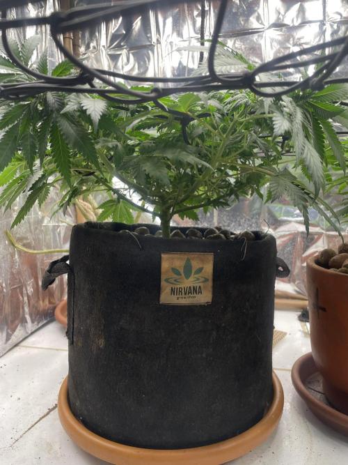 Silver Fire Feminized Seeds. Week 6 - Dia 07/07