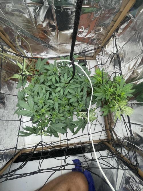 Silver Fire Feminized Seeds. Week 6 - Dia 07/07