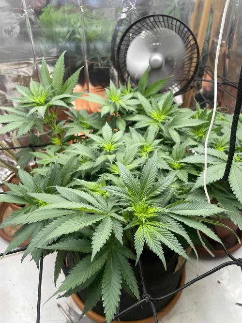Silver Fire. Week 7