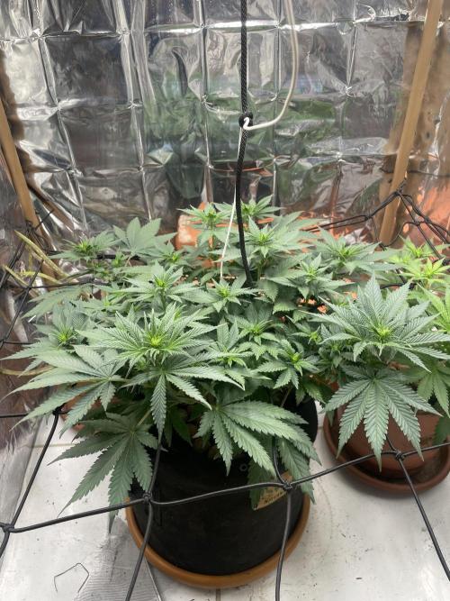 Silver Fire Feminized Seeds. Week 6 - Dia 13/07