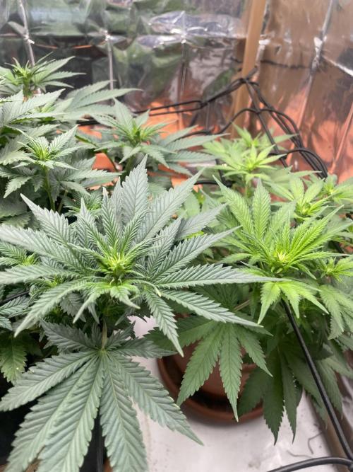 Silver Fire Feminized Seeds. Week 6 - Dia 13/07
