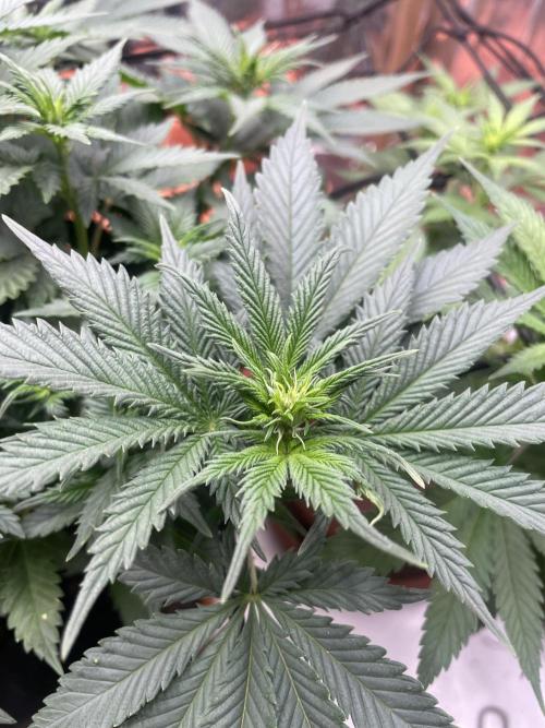 Silver Fire Feminized Seeds. Week 6 - Dia 13/07