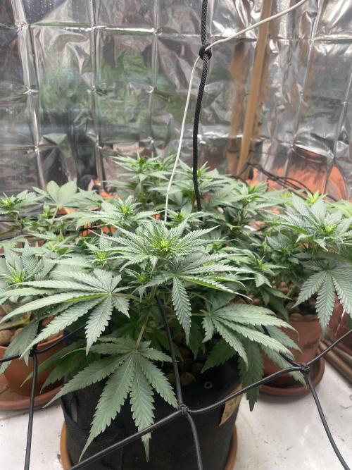 Silver Fire Feminized Seeds. Week 6 - Dia 13/07