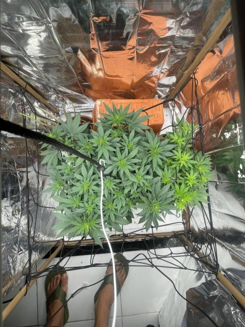 Silver Fire Feminized Seeds. Week 6 - Dia 13/07