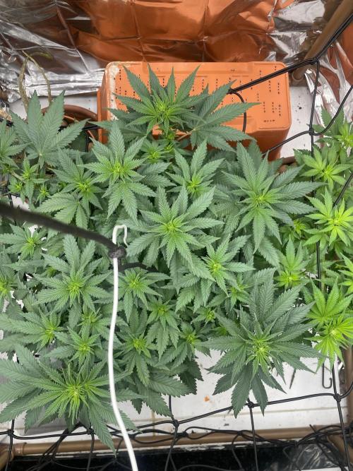 Silver Fire Feminized Seeds. Week 6 - Dia 13/07