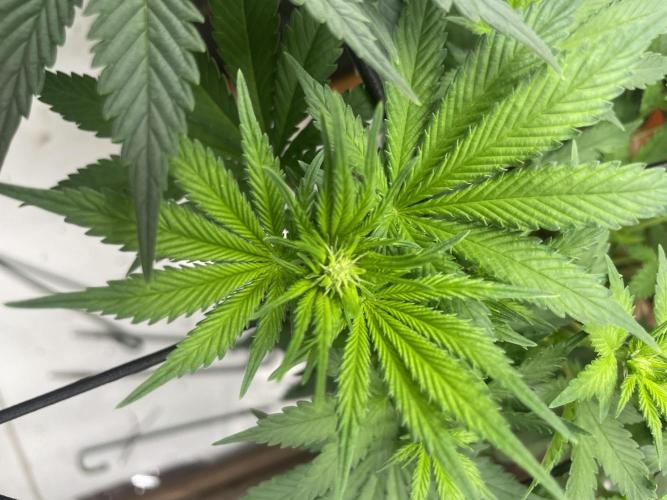 Silver Fire. Week 6