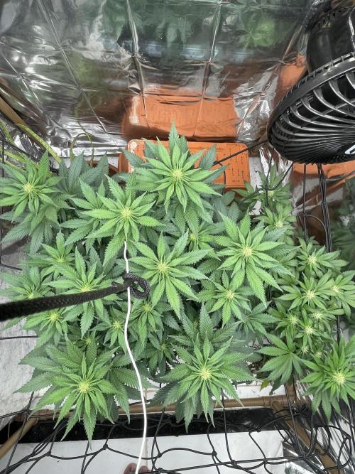 Silver Fire Feminized Seeds. Week 8