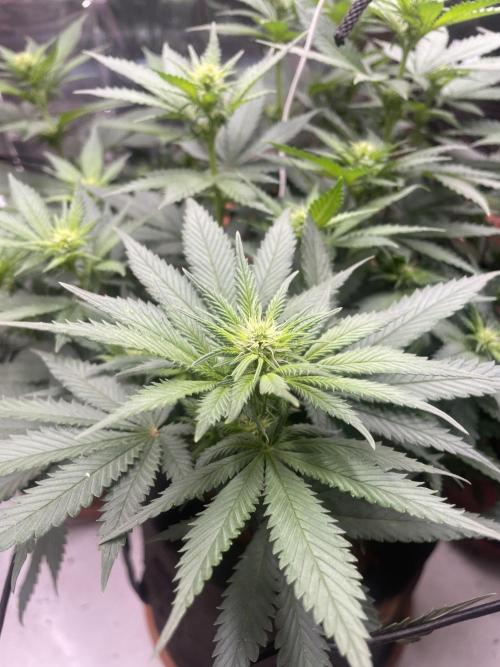 Silver Fire Feminized Seeds. Week 8