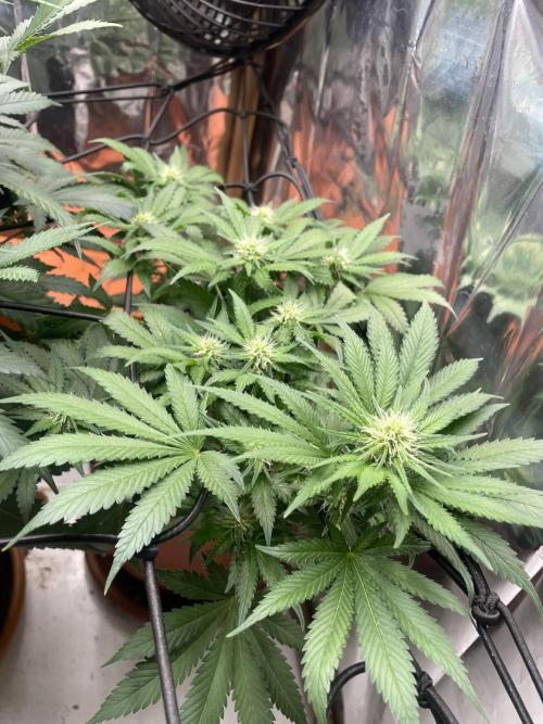 Silver Fire Feminized Seeds. Week 8