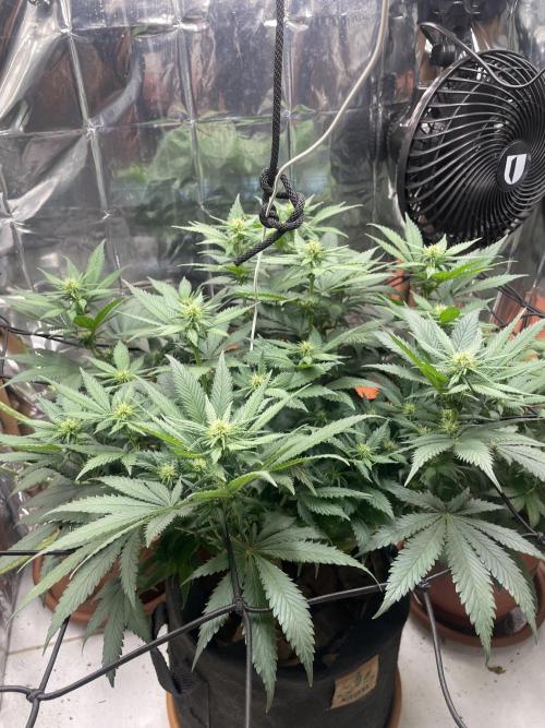 Silver Fire Feminized Seeds. Week 8