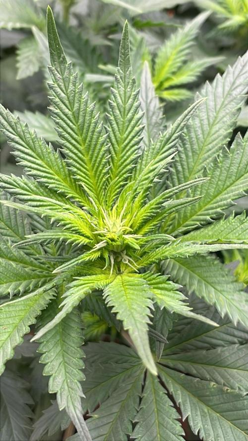 Silver Fire Feminized Seeds. Week 7