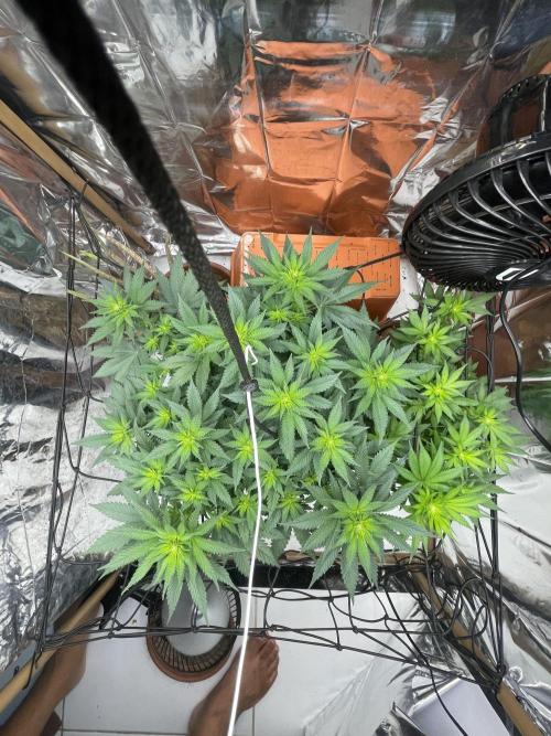 Silver Fire Feminized Seeds. Week 7