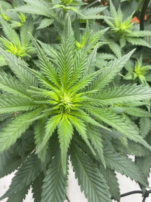 Silver Fire Feminized Seeds. Week 7