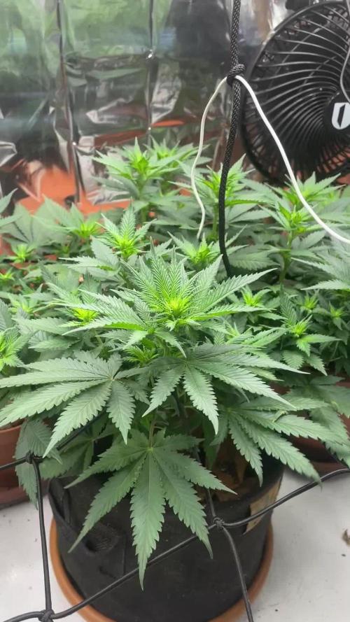 Silver Fire Feminized Seeds