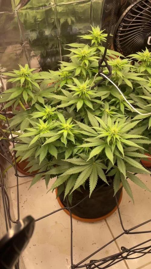 Silver Fire Feminized Seeds