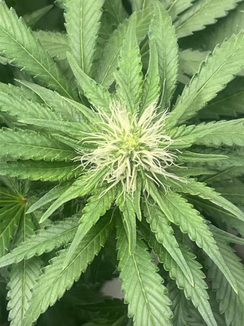 Silver Fire Feminized Seeds. Week 9