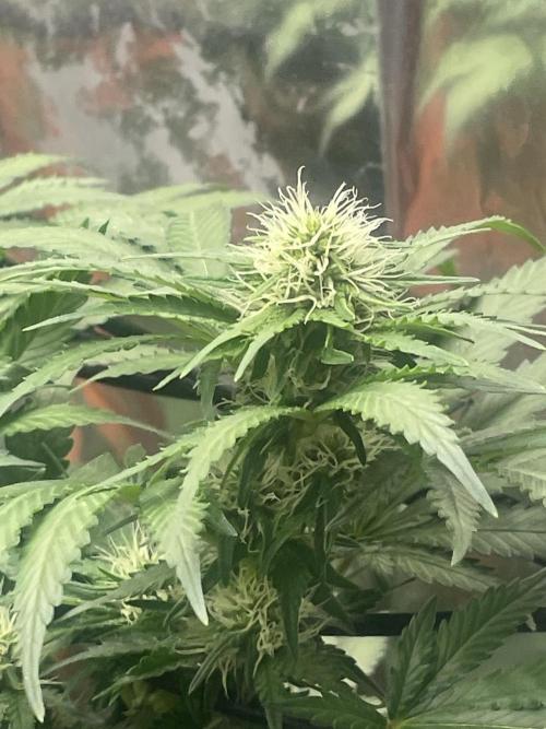 Silver Fire Feminized Seeds. Week 9