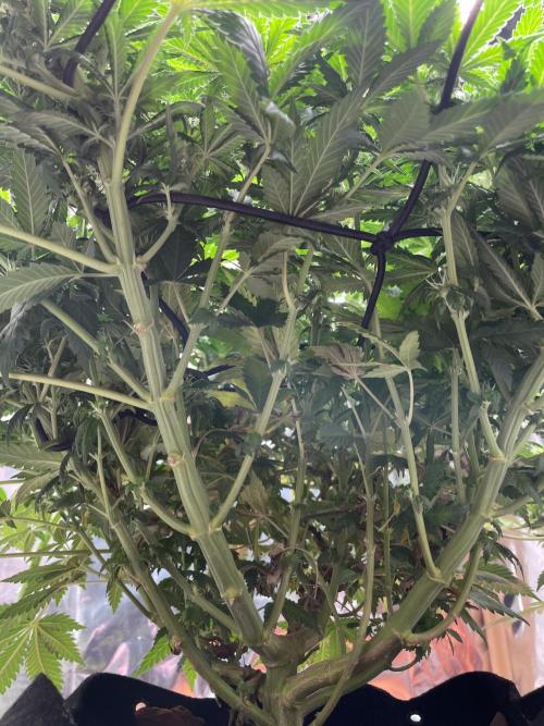 Silver Fire Feminized Seeds. Week 9