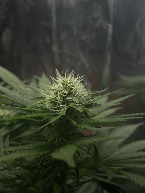 Silver Fire Feminized Seeds. Week 9