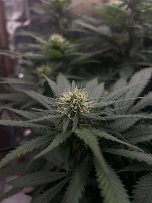 Silver Fire Feminized Seeds. Week 9
