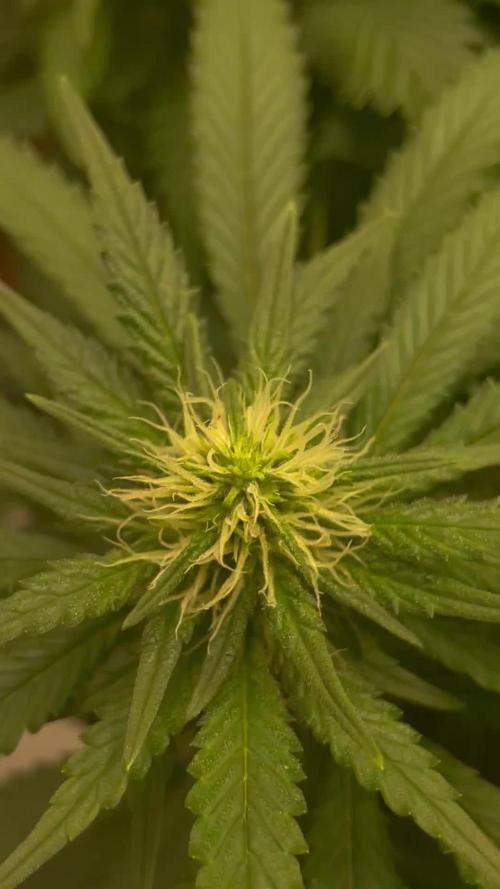 Silver Fire Feminized Seeds