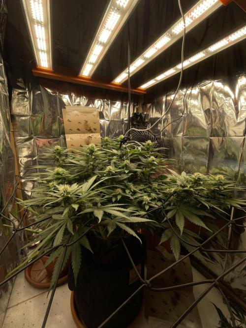 Silver Fire Feminized Seeds. Week 9
