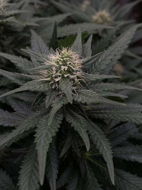 Silver Fire Feminized Seeds. Week 10