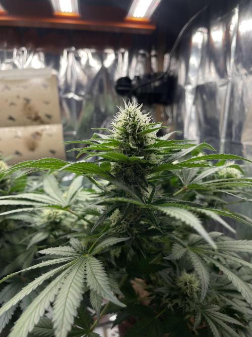 Silver Fire Feminized Seeds. Week 10