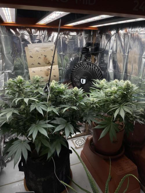 Silver Fire Feminized Seeds. Week 10