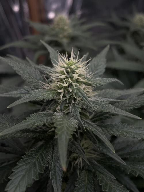 Silver Fire Feminized Seeds. Week 10
