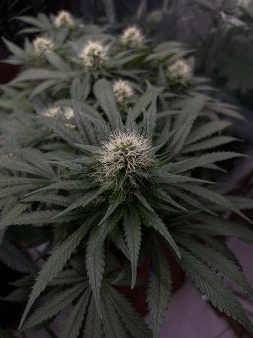 Silver Fire Feminized Seeds. Week 10